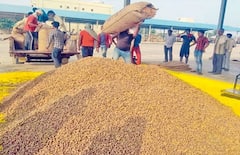 રાજ્ય સરકાર મગફળી, મગ, અડદ અને સોયાબીનની ટેકાના ભાવે કરશે ખરીદી, ખેડૂતો આ દિવસથી કરી શકશે નોંધણી