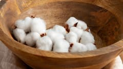 Tariff Aftermath: India Moves To Shield Cotton Industry, Allows Duty Free Imports Till Year-End