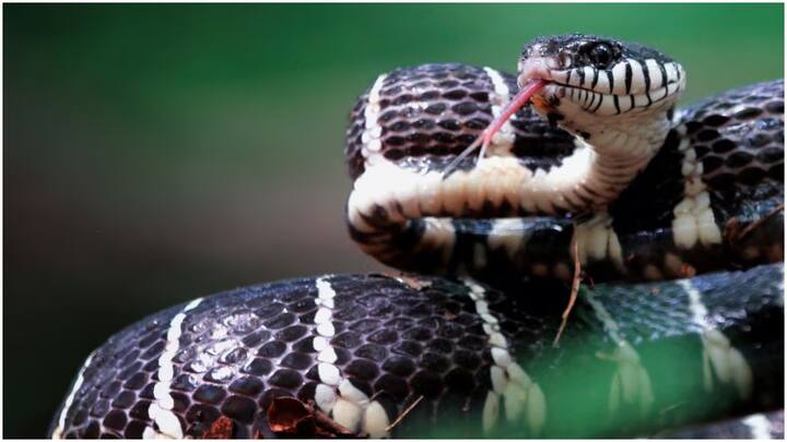Indian krait snake : వర్షాకాలంలో ఇళ్లలో, తోటల్లో పాములు రావడం సాధారణం. అయితే ఈ ముప్పును పెంచే క్రైట్ పాము గురించి తెలుసా? ఇది ఇండియాలోనే అత్యంత విషపూరితమైనదట.