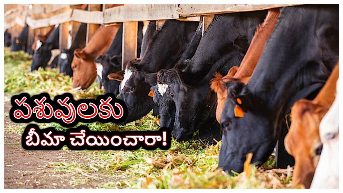 Pasu Bima Scheme: ఆంధ్రప్రదేశ్‌లో పాడి రైతులకు గుడ్ న్యూస్- రూ.384 చెల్లిస్తే చాలు బోలెడన్ని లాభాలు!