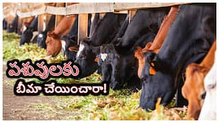 Pasu Bima Scheme: ఆంధ్రప్రదేశ్‌లో పాడి రైతులకు గుడ్ న్యూస్- రూ.384 చెల్లిస్తే చాలు బోలెడన్ని లాభాలు!
