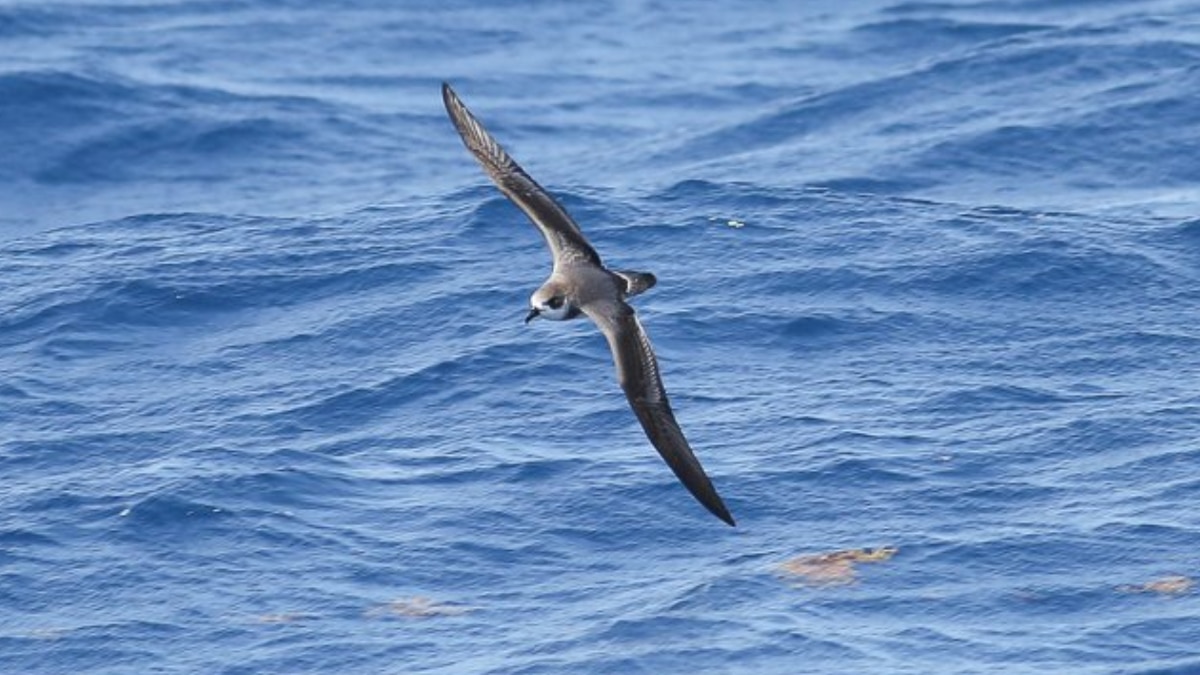 (Image Source: Twitter/@Seabirding)