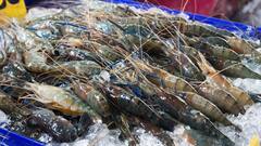 US Tariffs Slam Tamil Nadu Seafood Exports: Production Cuts And Job Fears Rise
