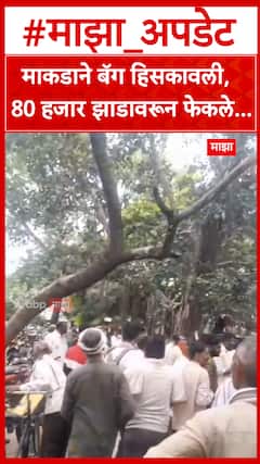 Monkey Money Bag : माकडाने बॅग हिसकावली,  80 हजार झाडावरून फेकले...