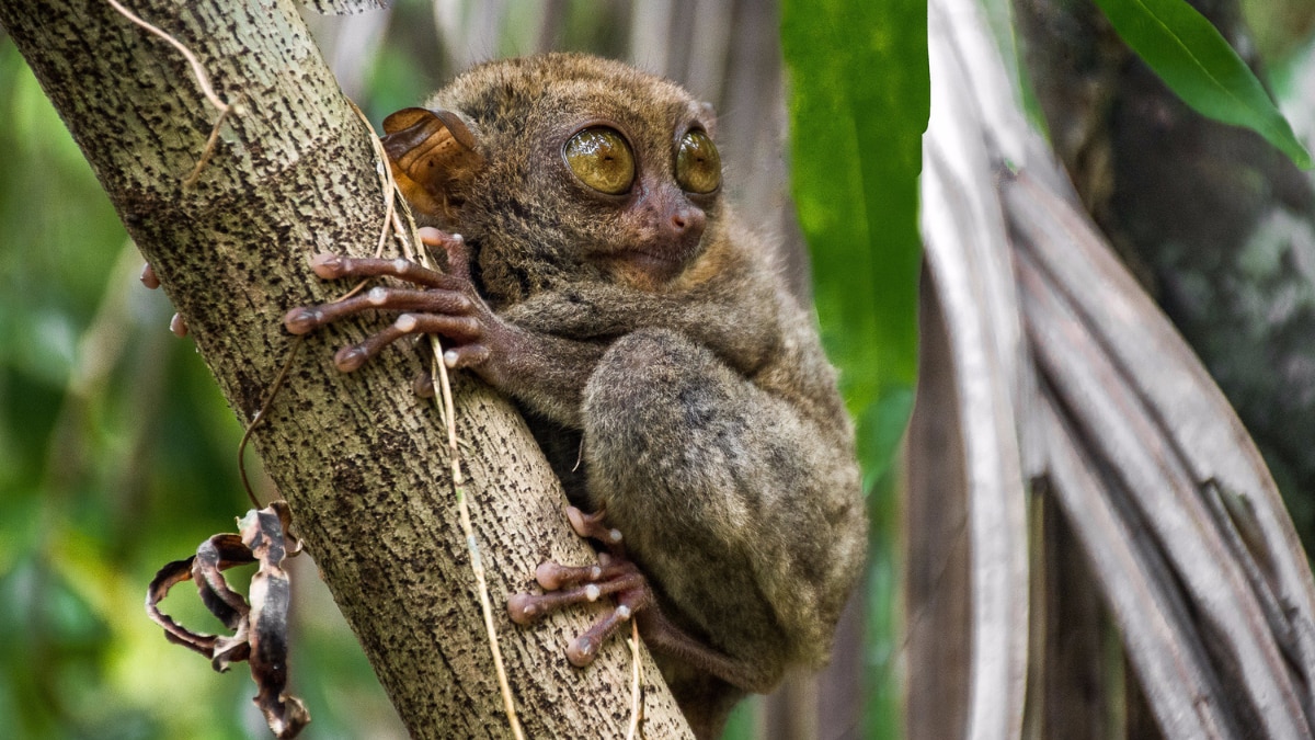 These 7 Species Were Once Believed Extinct But Have Made A Remarkable Comeback