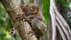 7 Species Once Declared Extinct That Astonishingly Returned To Life