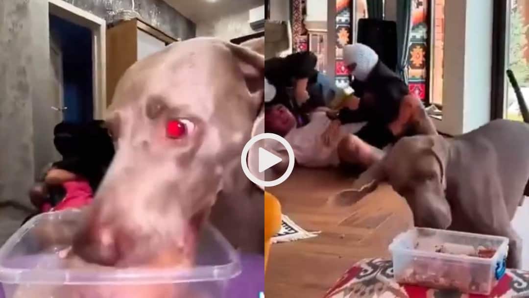 Watch Dogs loyalty test Masked man pretends to attack owner but dog keeps eating food instead of helping Viral Video Video: तू खाने पर फोकस कर भाई! मालिकों ने चेक की कुत्तों की लॉयल्टी, वीडियो देख आएगी हंसी