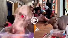 Video: तू खाने पर फोकस कर भाई! मालिकों ने चेक की कुत्तों की लॉयल्टी, वीडियो देख आएगी हंसी