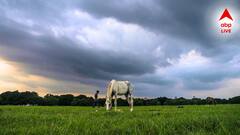 বঙ্গোপসাগরে ঘনাল নিম্নচাপ, ফের বৃষ্টিতে ভাসতে চলেছে এই জেলাগুলি? হলুদ সতর্কতা জারি আবহাওয়া দফতরের