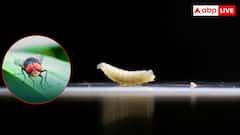 अमेरिका में मिले इंसानी मांस खाने वाले स्क्रूवर्म, जानिए हमारे शरीर पर कैसे करते हैं अटैक