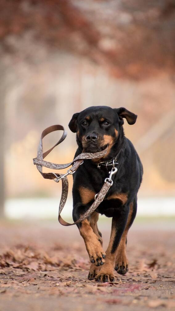 कुछ कुत्तों की पूंछ सीधी क्यों होती है