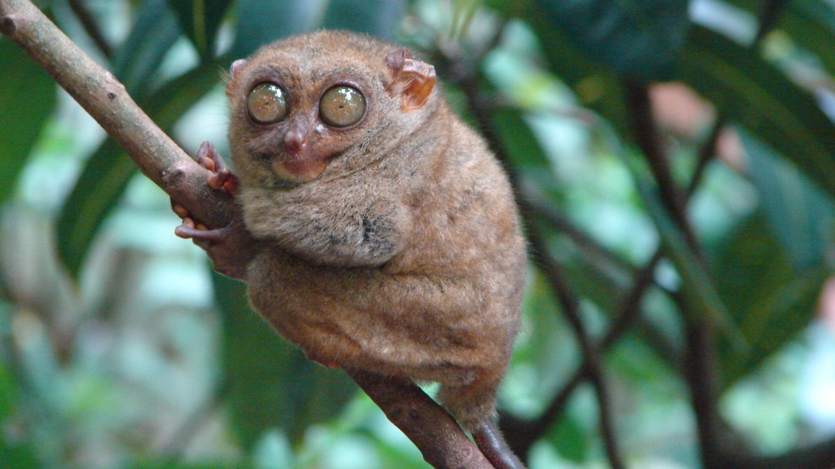 (Image Source: Twitter/@AMNH)