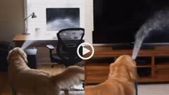 Video: पाइप मुंह में दबा कम्प्यूटर धोया, कुत्ते ने घर में मचाया आंतक, लोग बोले- मालिक को दुश्मन की जरूरत नहीं