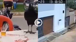 Video: कौवे को पिला दी दारू, टेकऑफ करते ही हो गई क्रैश लैंडिंग, मजेदार वीडियो वायरल