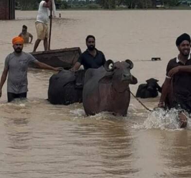 ਪੰਜਾਬ 'ਚ ਹੜ੍ਹ ਪੀੜਤਾਂ ਲਈ ਵੱਡਾ ਐਲਾਨ, CM ਮਾਨ ਸਮੇਤ ਹਰ ਵਿਧਾਇਕ ਦੇਣਗੇ ਆਪਣੀ ਪੂਰੀ ਤਨਖਾਹ