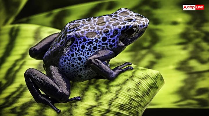 मेंढ़क (Frog)- घर पर मेंढक आ जाए तो लोग डर जाते हैं. लेकिन फेंगशुई से लेकर ज्योतिष में मेंढक को शुभ जीव और सौभाग्य का प्रतीक माना जाता है. घर पर मेंढक का आना धन वृद्धि का संकेत देता है.
