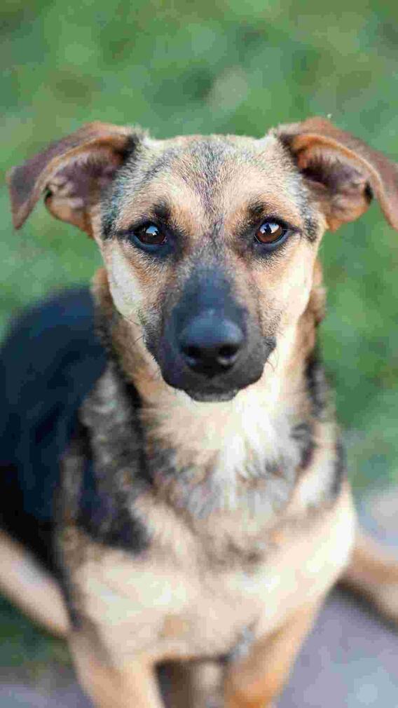 इस मंदिर में होती है कुत्तों की पूजा