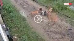 Video: एक ने सिर दबोचा, दो ने पैर... 3 कुत्तों ने 7 साल की बच्ची को नोंच डाला, वीडियो वायरल
