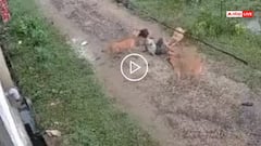Video: એકે માથું દબાવ્યું, બેએ પગ... 3 કૂતરાએ 7 વર્ષની છોકરીને પીંખી નાંખી, વીડિયો વાયરલ