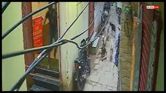 वाराणसी में स्ट्रीट डॉग का आतंक, बच्चों पर झुंड में हमला, इलाके में दहशत