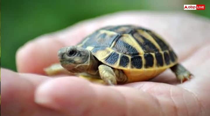 कछुआ (Tortoise)- भारतीय से लेकर चीनी संस्कृति तक कछुआ को शुभता और समृद्धि का प्रतीक माना जाता है. अचानक कहीं से कछुआ आपके घर-आंगन पर आ जाए तो इससे घर पर मौजूद सारी नकारात्मकता दूर हो जाती है. साथ ही कछुआ धन के प्रवाह को भी बढ़ाता है.