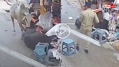 Video: लड़ते-लड़ते दुकान में जा घुसे सांड, एक हो गया बेहोश, सीसीटीवी कैमरे में कैद हुई घटना