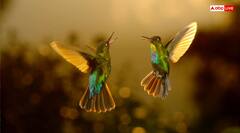 Good Luck Sign: खुशियों के दूत होते हैं ये जीव, घर पर आना होता है गुडलक का संकेत