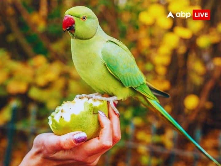 तोता (Parrot)- शकुन शास्त्र के अनुसार घर पर तोता आना भी शुभ संकेत होता है, क्योंकि वास्तु शास्त्र के मुताबिक तोता का संबंध धन के देवता कुबेर से होता है. खासकर बोलने वाला तोता यदि घर पर आ जाए तो इसे गुडलक माना जाता है.