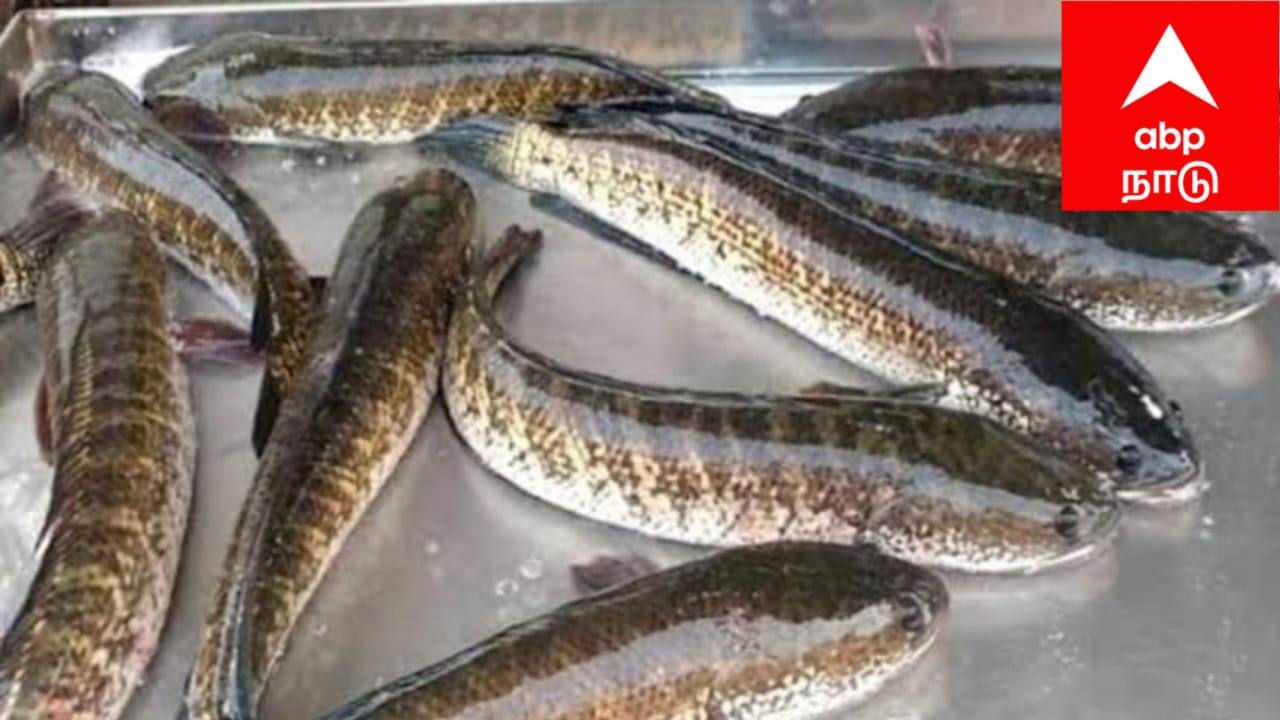 விரால் மீன் விலை உயர்வு: சிவகங்கை மீனவர்களுக்கு அரசு உதவி! ரோகு, மிர்கால் மீன் விரலிகள் வாங்கலாம்!