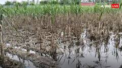 मुरादाबाद में नदियों में आई बाढ़ ने मचाई बुरी तरह तबाही, किसानों की फसलों का भारी नुकसान