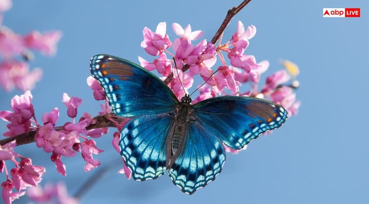 तितली (Butterfly)- शकुन शास्त्र के अनुसार घर पर तितली का अचानक आना शुभ संकेत माना जाता है. इससे घर पर सकारात्मक ऊर्जा का संचार बढ़ता है. शकुन शास्त्र की माने तो तितली को समृद्धि, नए अवसर और खुशियों का दूत माना जाता है. अगर तितली घर के भीतर आकर पूजा घर पर बैठ जाए तो इसे बहुत अच्छा संकेत माना जाता है.