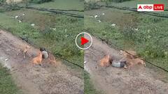 7 साल की मासूम पर दरिंदे की तरह टूट पड़े आवारा कुत्ते! बाल बाल बची जान- डरा देगा वीडियो