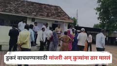 डुकरं वाचवण्यासाठी 20 मांजरी अन् कुत्र्यांना विष घालून ठार मारलं, नाशिकमधील धक्कादायक प्रकार