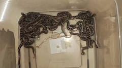 வீட்டிற்குள் புகுந்த கண்ணாடி விரியன்: 22 குட்டிகளை ஈன்றது