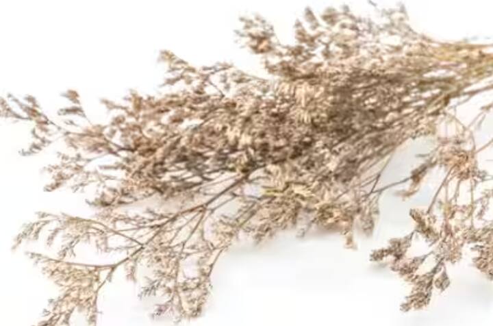 ਸੁੱਕੇ ਰੁੱਖ ਅਤੇ ਪੌਦੇ: ਤੁਲਸੀ ਦੇ ਨੇੜੇ ਕੰਡੇਦਾਰ ਜਾਂ ਸੁੱਕੇ ਪੌਦੇ ਰੱਖਣ ਨਾਲ ਬਦਕਿਸਮਤੀ ਅਤੇ ਅਸ਼ਾਂਤੀ ਵਧਦੀ ਹੈ। ਤੁਲਸੀ ਨੂੰ ਹਮੇਸ਼ਾ ਹਰੇ ਭਰੇ ਵਾਤਾਵਰਣ ਵਿੱਚ ਰੱਖਣਾ ਚਾਹੀਦਾ ਹੈ।