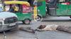 Video: बीच सड़क पर लेटे शराबी पर चढ़ा दी SUV, गुरुग्राम का ये वीडियो दिल दहला देगा