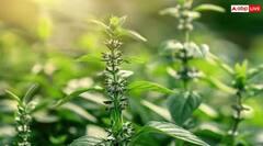 ਤੁਲਸੀ ਦੇ ਕੋਲ ਭੁੱਲ ਕੇ ਵੀ ਨਾ ਰੱਖੋ ਆਹ ਚੀਜ਼ਾਂ, ਨਹੀਂ ਤਾਂ ਘਰੋਂ ਚਲੀ ਜਾਵੇਗੀ ਬਰਕਤ