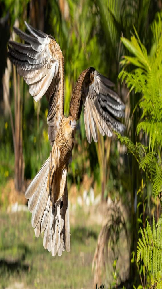 इस पक्षी के कारण जंगल में लग जाती है आग