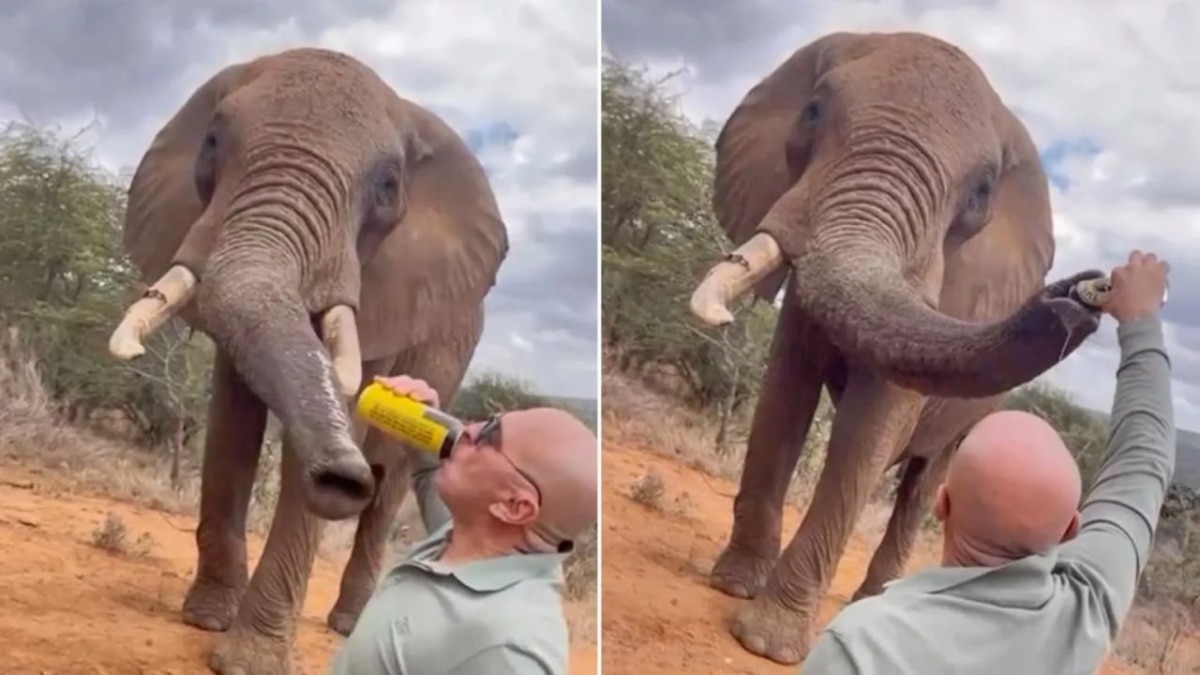 Spanish Tourist Pours Beer Into Elephant's Trunk At Kenya Sanctuary, Probe Launched As Video Sparks Outrage Spanish Tourist Pours Beer Into Elephant's Trunk At Kenya Sanctuary, Probe Launched As Video Sparks Outrage
