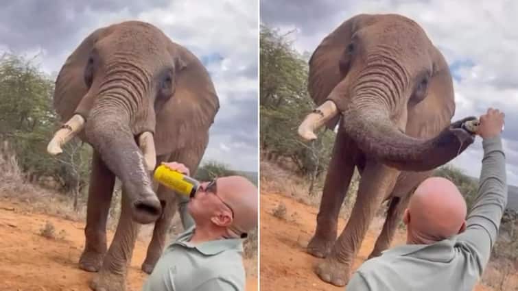 <div>Spanish Tourist Pours Beer Into Elephant's Trunk At Kenya Sanctuary, Probe Launched As Video Sparks Outrage</div>