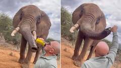 Spanish Tourist Pours Beer Into Elephant's Trunk At Kenya Sanctuary, Probe Launched As Video Sparks Outrage