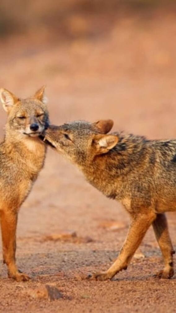 घूमने लायक राजस्थान के 10 प्रमुख राष्ट्रीय पार्क