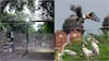 Delhi Zoo: दिल्ली नेशनल जू में बर्ड फ्लू का खतरा, 2 मृत पेंटेड स्टॉर्क पक्षियों में मिला वायरस