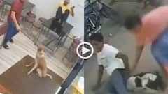 Video: आवारा कुत्ते ने रेस्टोरेंट में घुस मचाया उत्पाद, ग्राहक को काटा, वीडियो वायरल