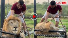दिमाग घुटनों में है क्या? शेर को गाय भैंस की तरह नहलाता दिखा शख्स- यूजर्स ने कर डाला सवाल, वीडियो वायरल