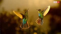 Good Luck Sign: સુખના દૂત હોય છે આ જીવ, ઘર પર આવવું મનાય છે શુભ સંકેત