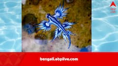 বিষধর নীল ড্রাগনকে ঘিরে আতঙ্ক, দলে দলে উঠে আসছে ডাঙায়, বন্ধ হল পর পর সমুদ্রসৈকত