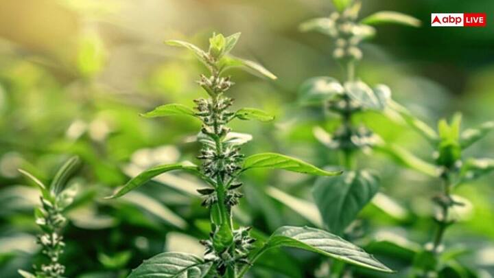 तुलसी के पास भूलकर भी न रखें ये चीजें, वरना घर की सुख-समृद्धि पर असर पड़ सकता है और धन हानि का खतरा बढ़ सकता है.