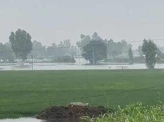 Punjab Floods: ਸਤਲੁਜ ਦੇ ਪਾਣੀ ਦਾ ਪੱਧਰ ਵਧਿਆ, ਫਾਜ਼ਿਲਕਾ ‘ਚ ਟੁੱਟਿਆ ਬੰਨ੍ਹ, ਕਈ ਪਿੰਡਾਂ ‘ਚ ਭਰਿਆ ਪਾਣੀ, ਆਸ਼ੀਆਨੇ ਛੱਡ ਹਿਜਰਤ ਕਰਨ ਲੱਗੇ ਲੋਕ