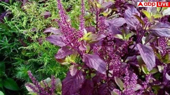 तुलसी न केवल खून साफ करती है, बल्कि इम्युनिटी को भी मजबूत बनाती है. जिन लोगों को बार-बार इंफेक्शन होता है, उनके लिए तुलसी रामबाण है.